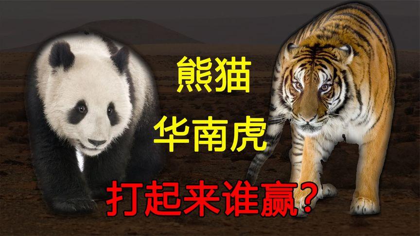 熊猫vs老虎谁能赢